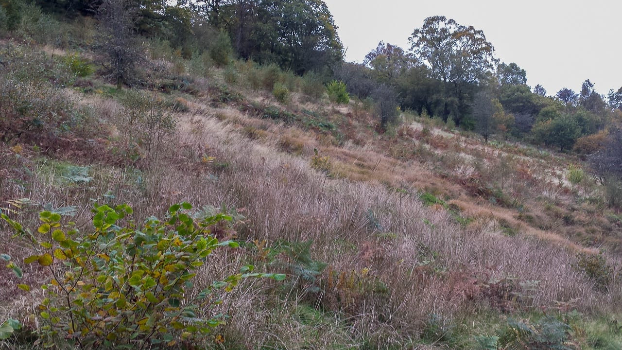 Cefn Coch Tree Regeneration Tree Regeneration