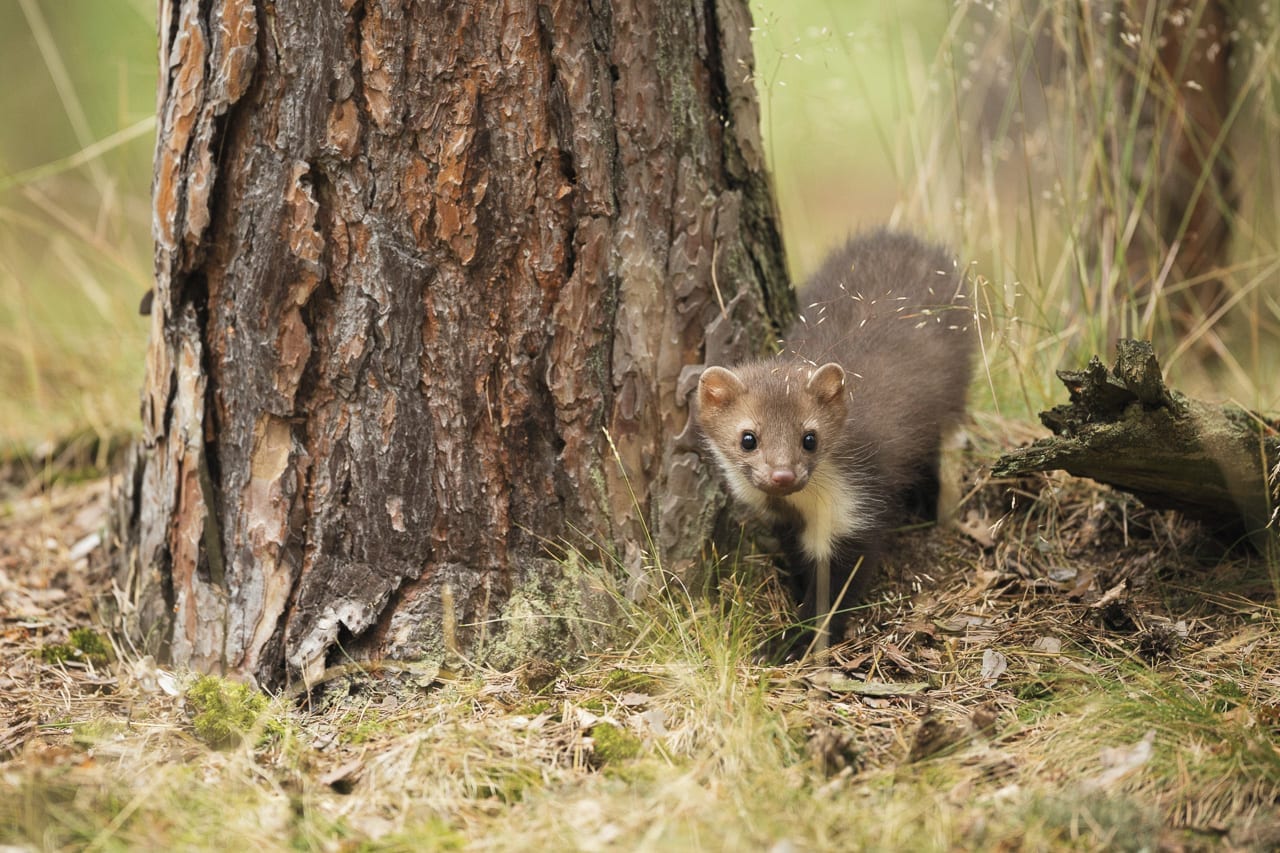 Pine Marten