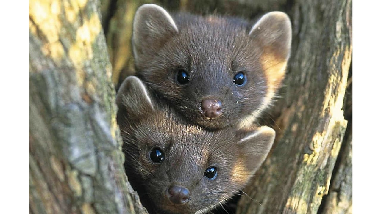 Pine Marten kits C