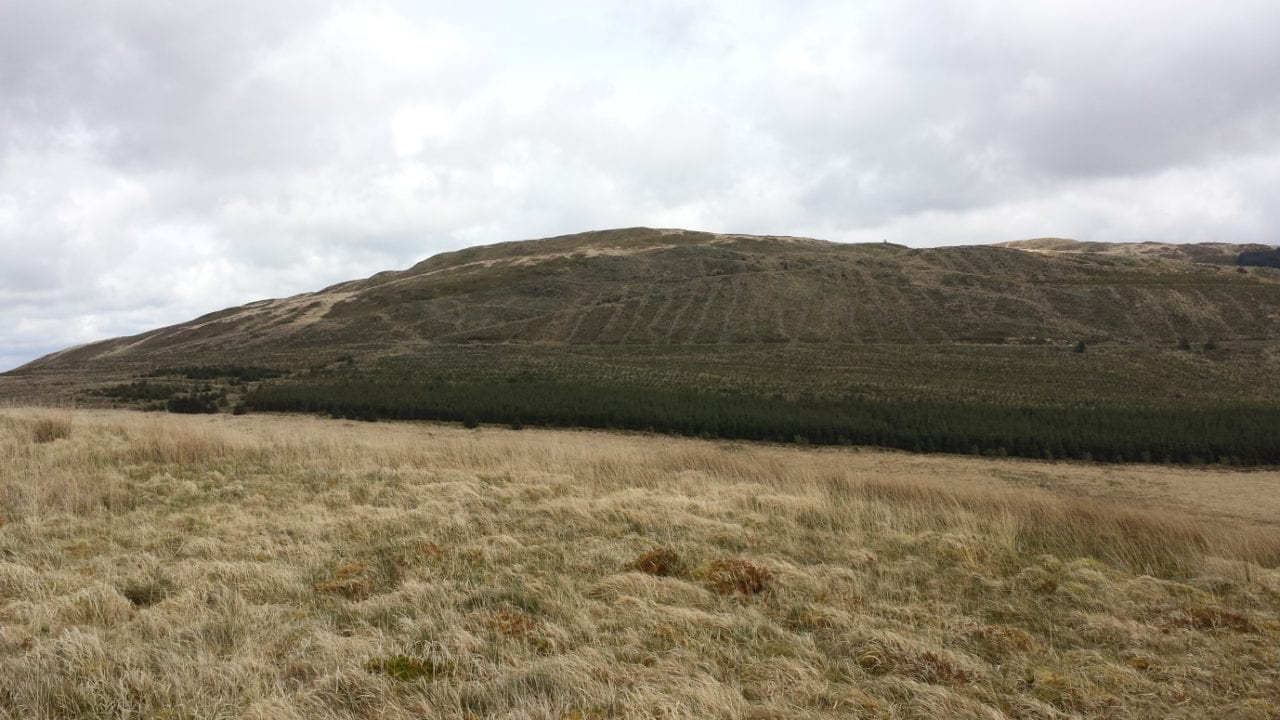 View of recently replanted spruce on public forestry land, taken from Cefn Coch