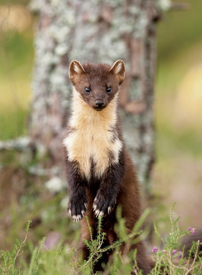 Pine Marten Update - Summer 2016