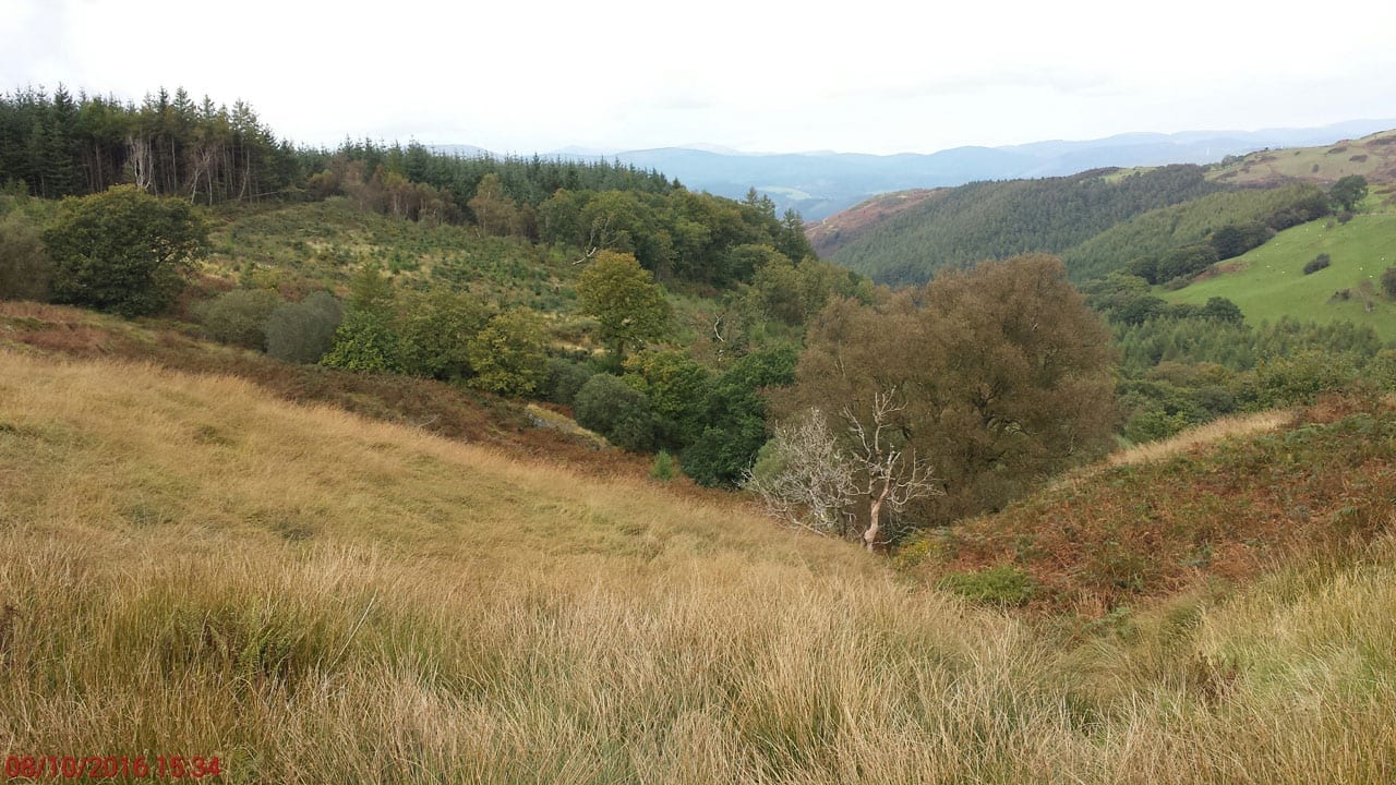Cefn Coch trees at north boundary