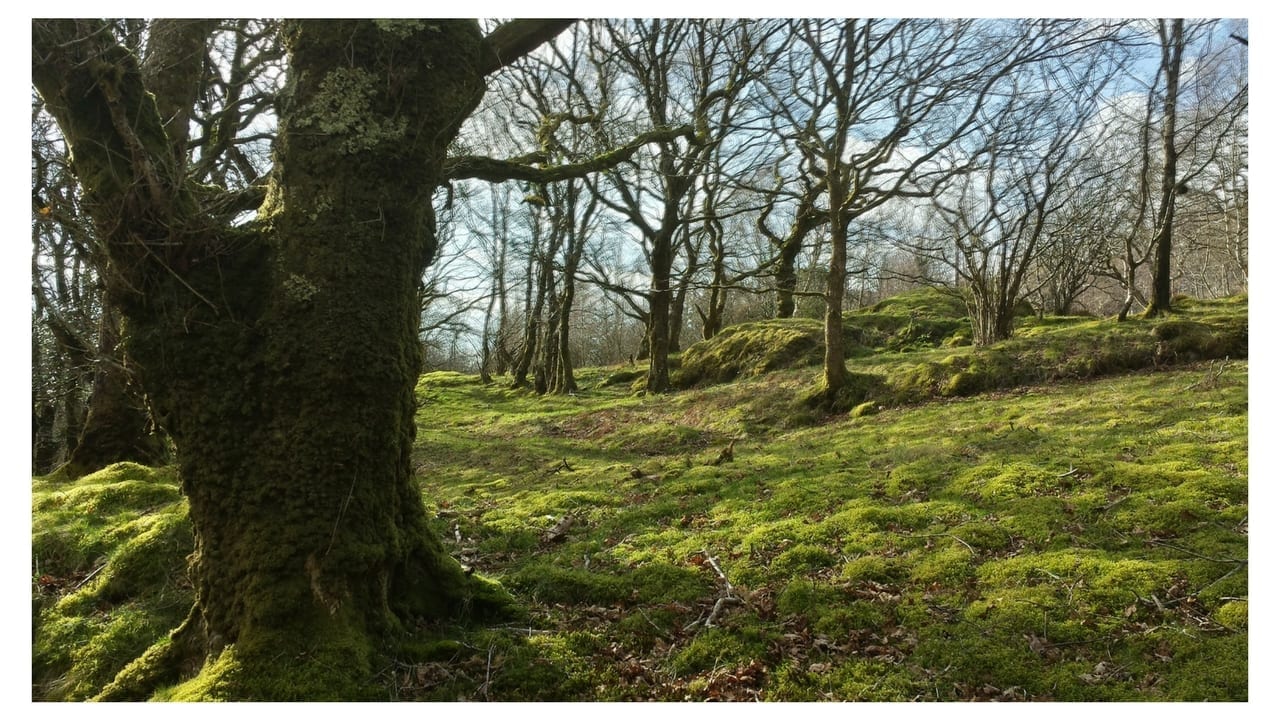 Oak Woodland Oak Woodland
