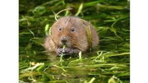 Water voles released in South Wales