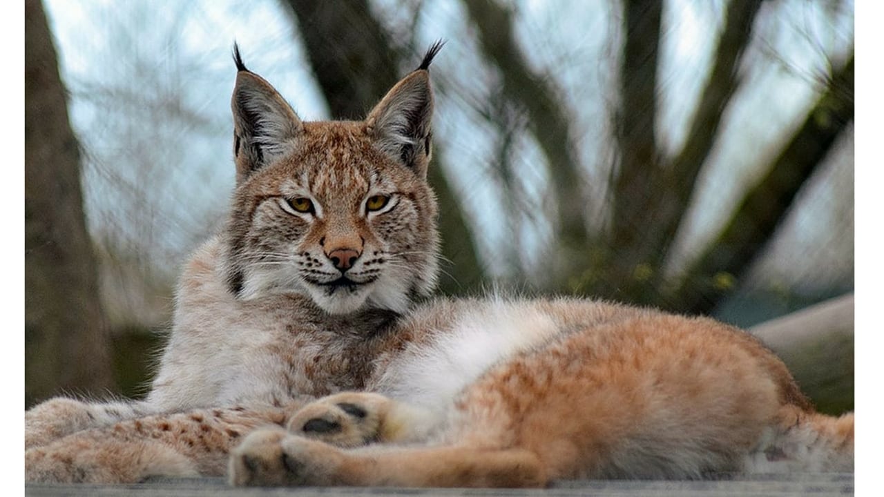 Lillith the Lynx C