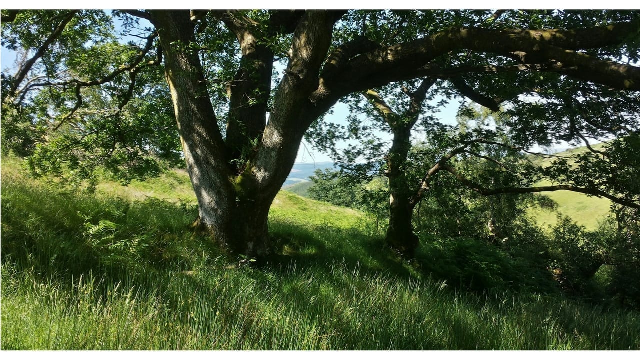 Wood Pasture Bwlch Corog 18.06.17 C