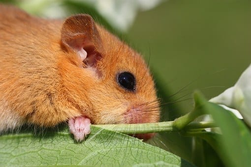 Hazel Dormouse