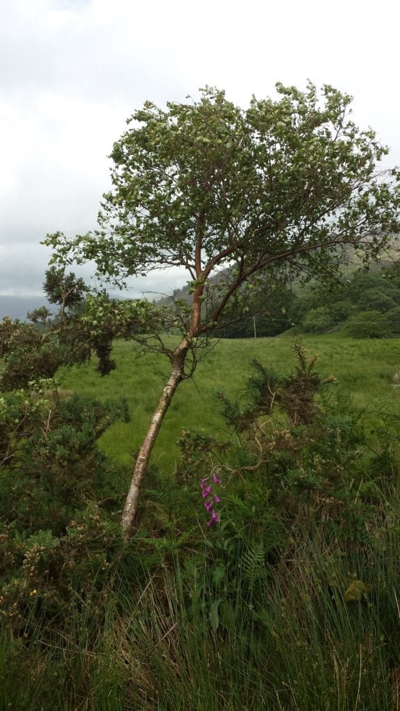 Birch in gorse 11.06.17 Birch in gorse
