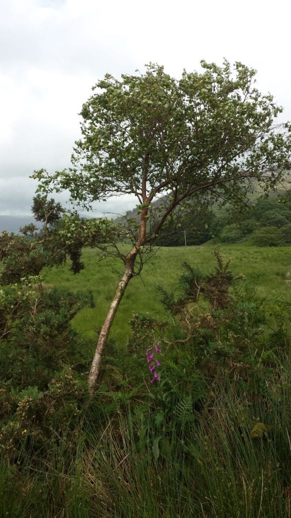 Birch in gorse