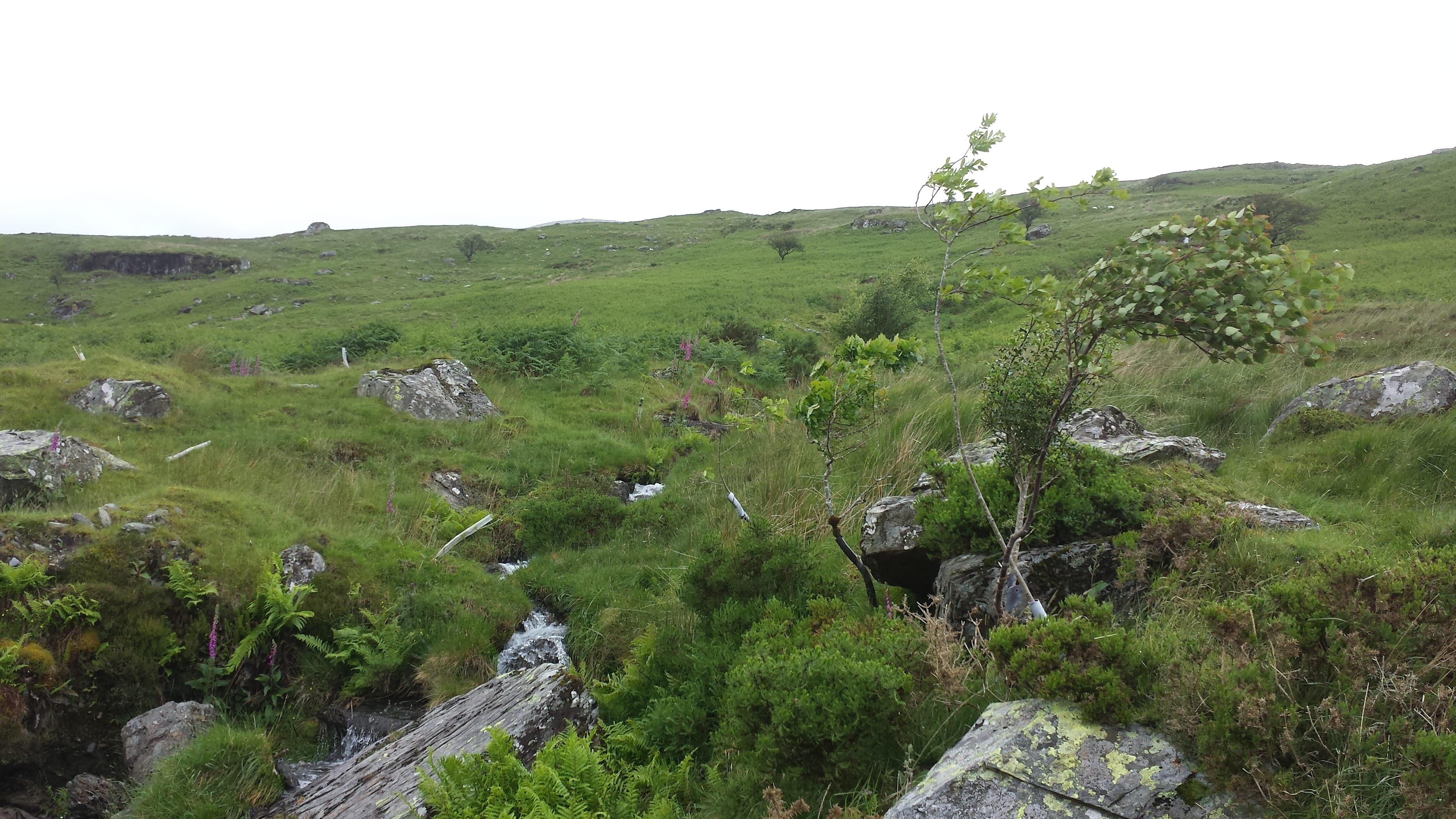 Young sabre trees