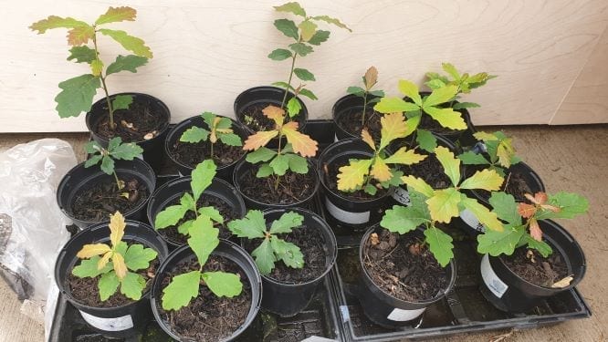 Oak seedlings Penrhyncoch S
