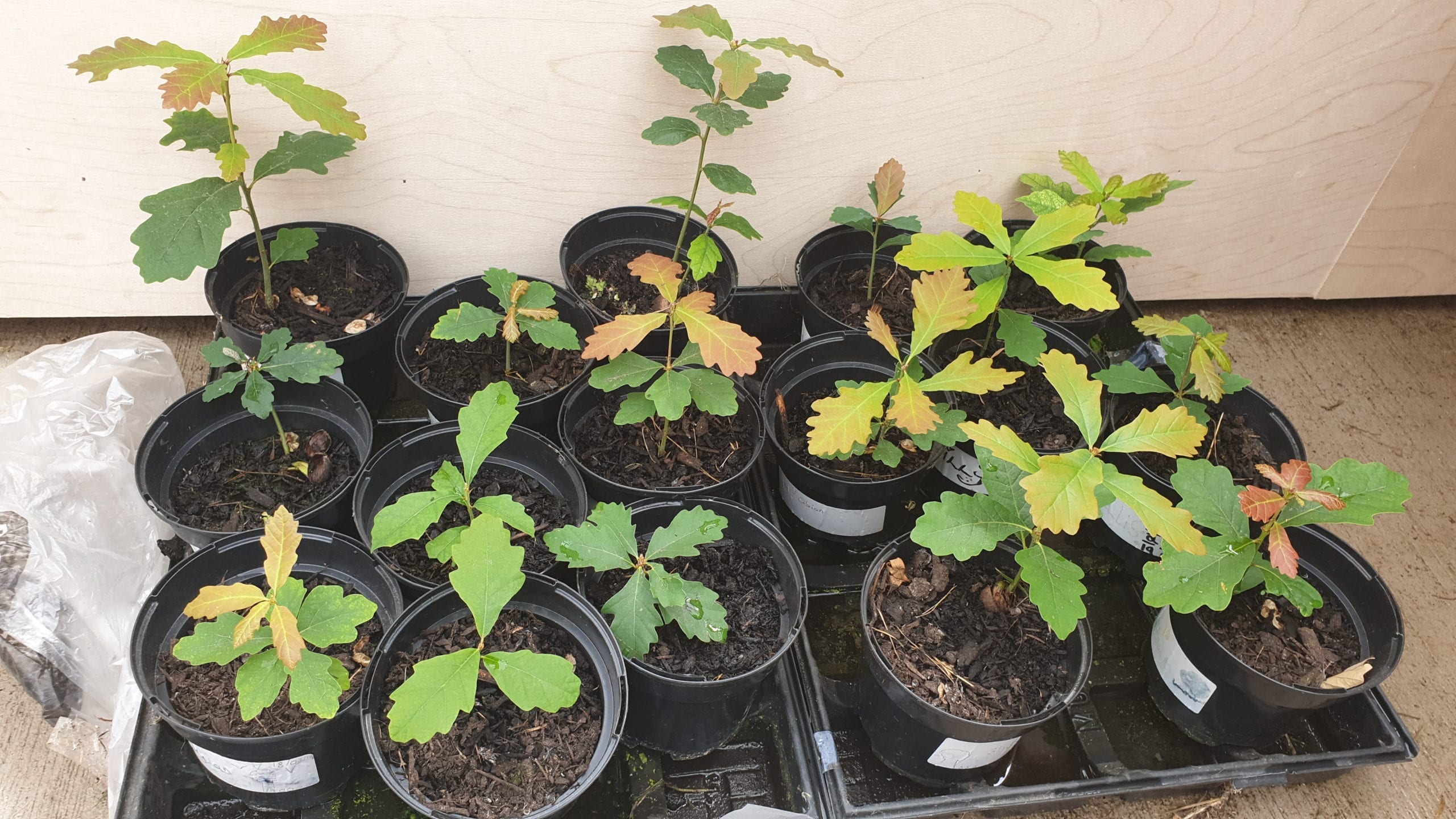 Oak seedlings Penrhyncoch Oak seedlings Penrhyncoch