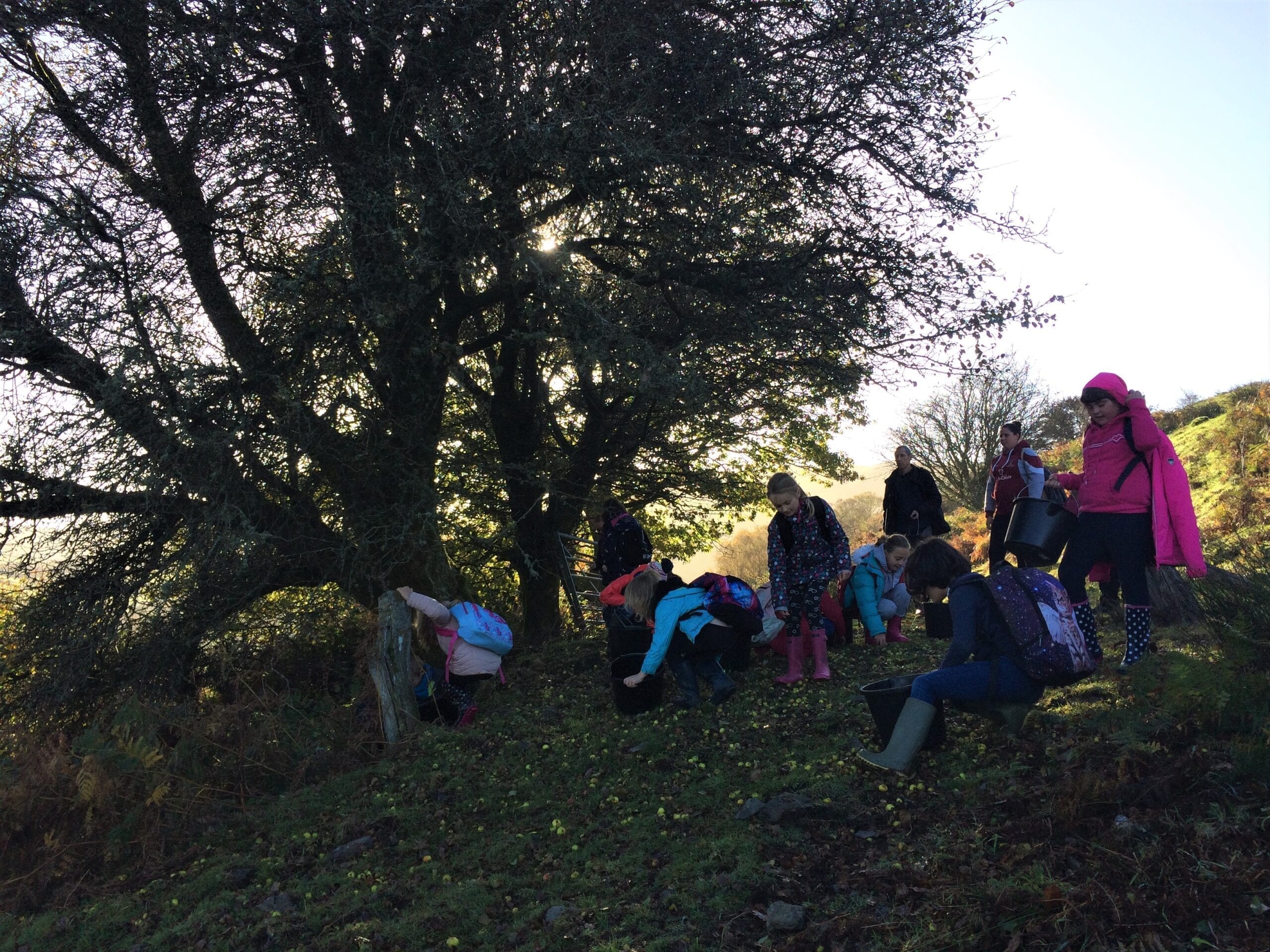 Collecting crab apples