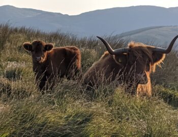 Wild Cattle and Aurochs
