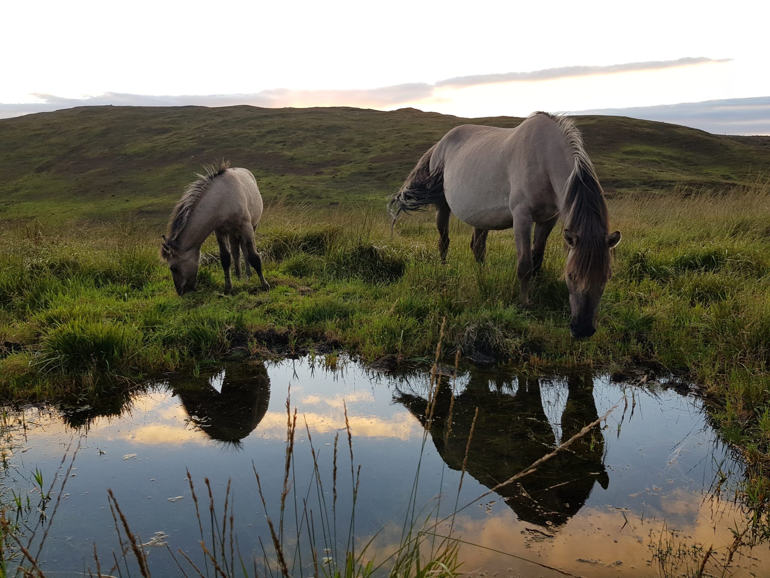 Koniks at Bwlch Corog