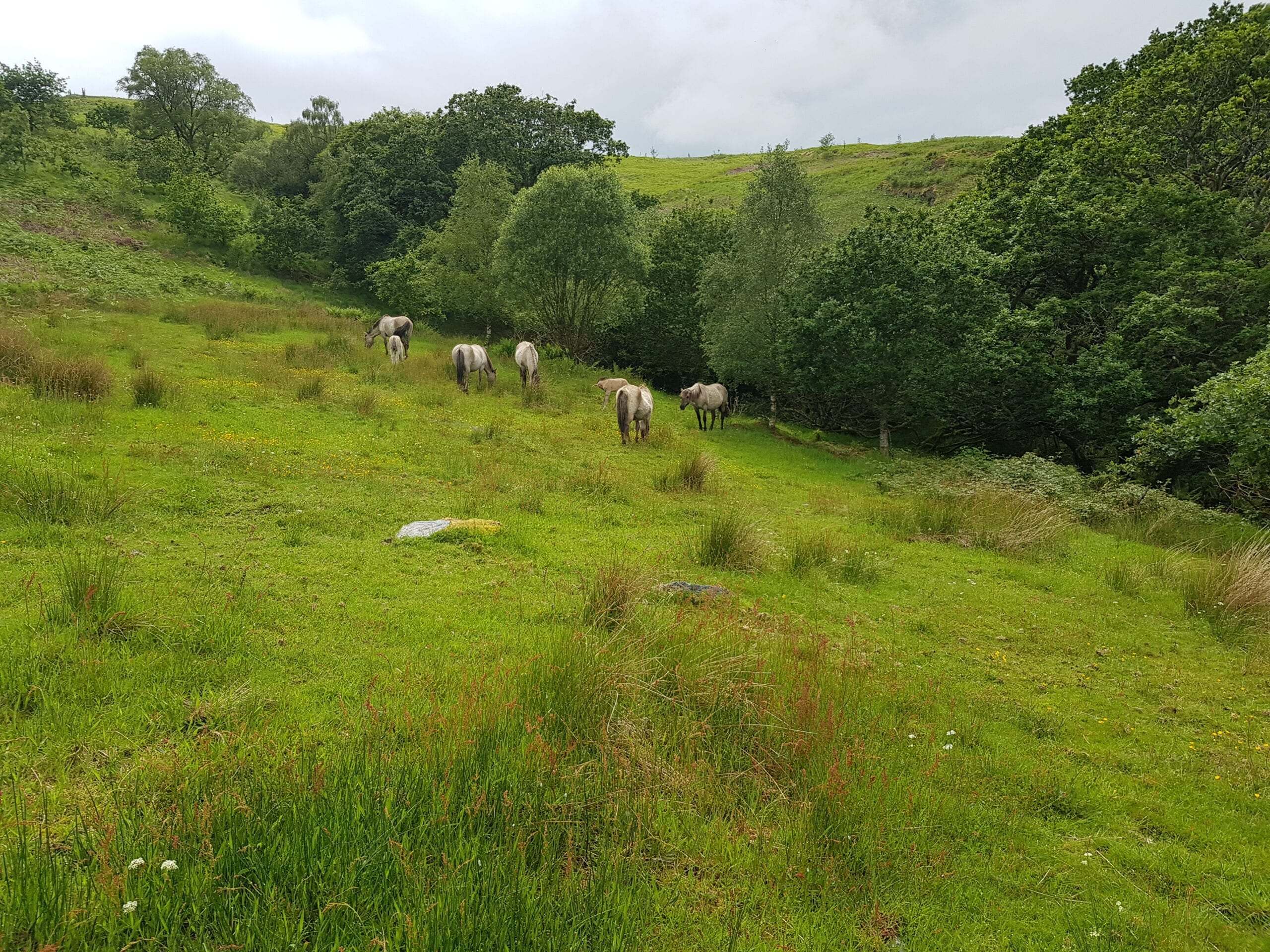 Horses in woodland glade