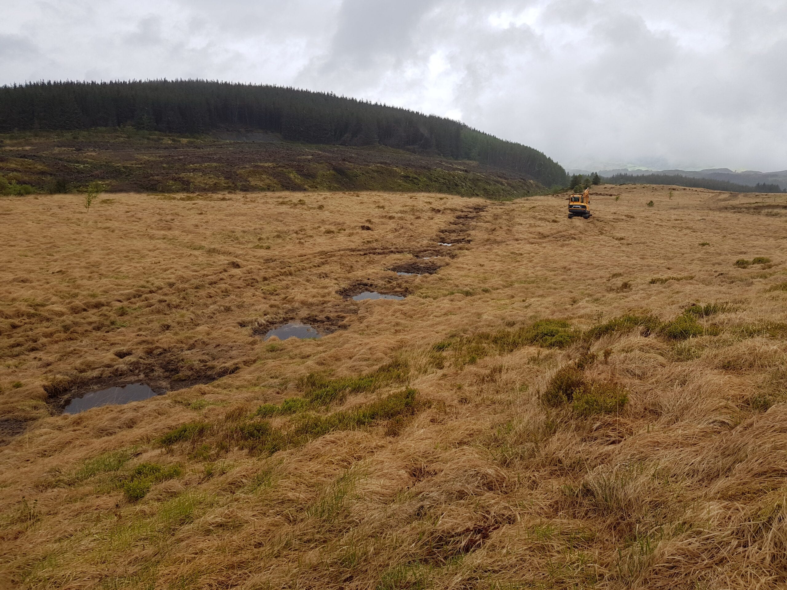 Bog Restoration