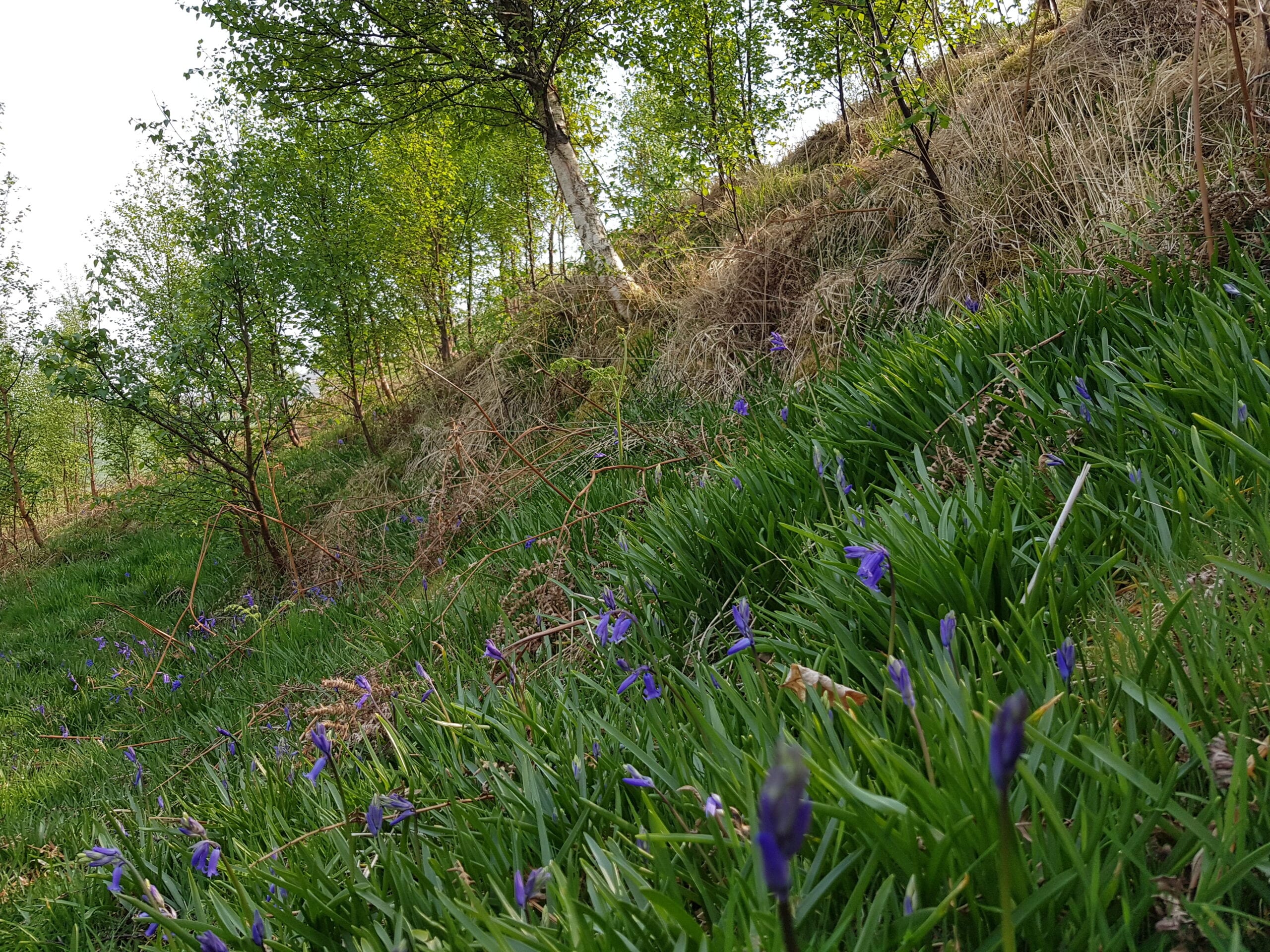 Birch regeneration with bluebells Birch regeneration with bluebells
