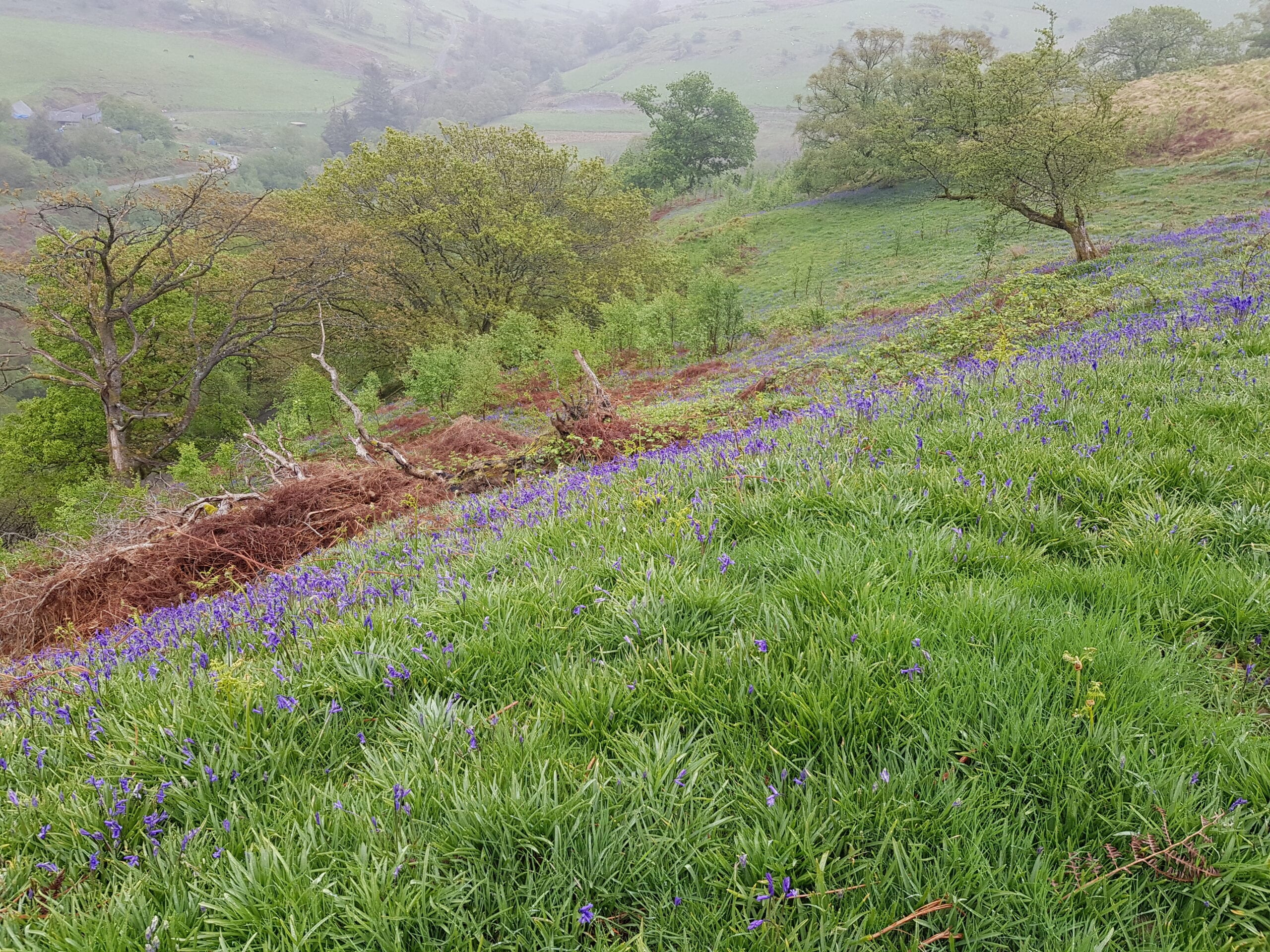 Open land with bluebells Open land with bluebells