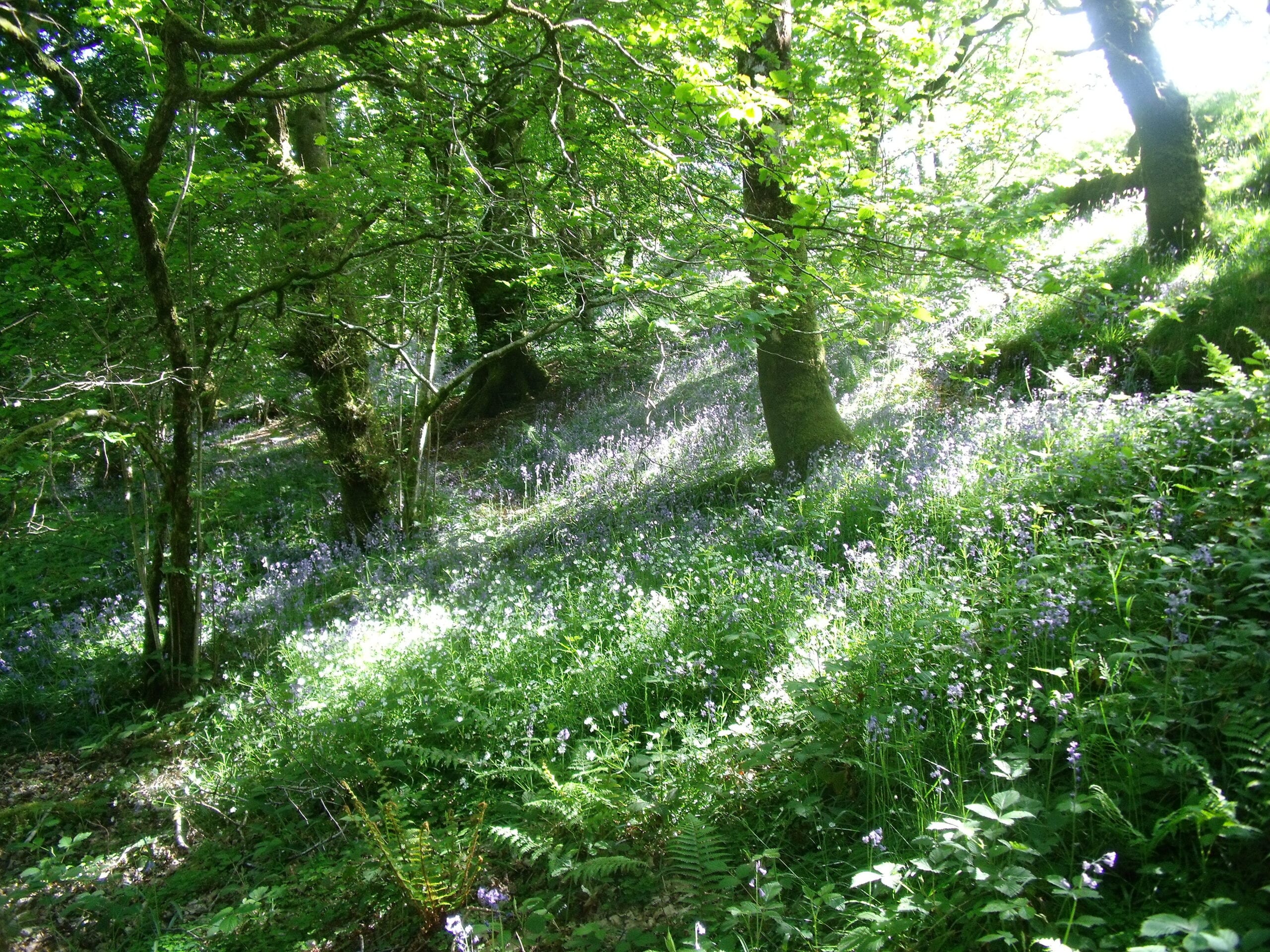 Woodland with bluebells