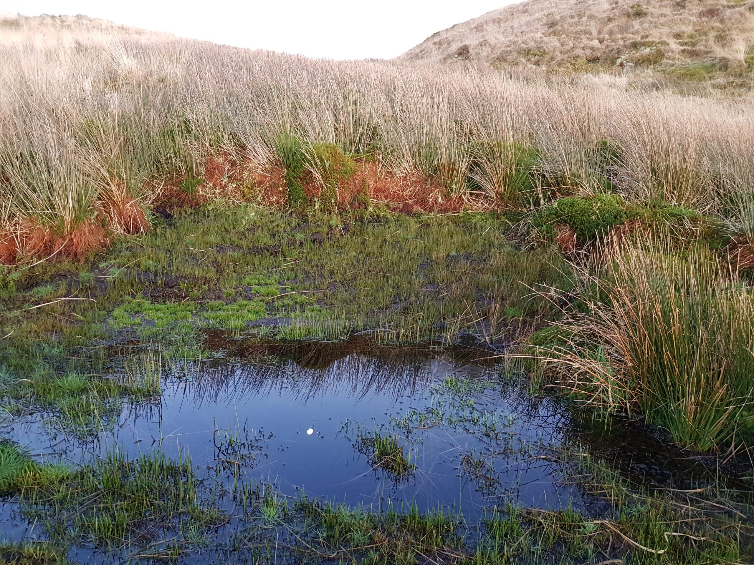 Bog pond Bog pond