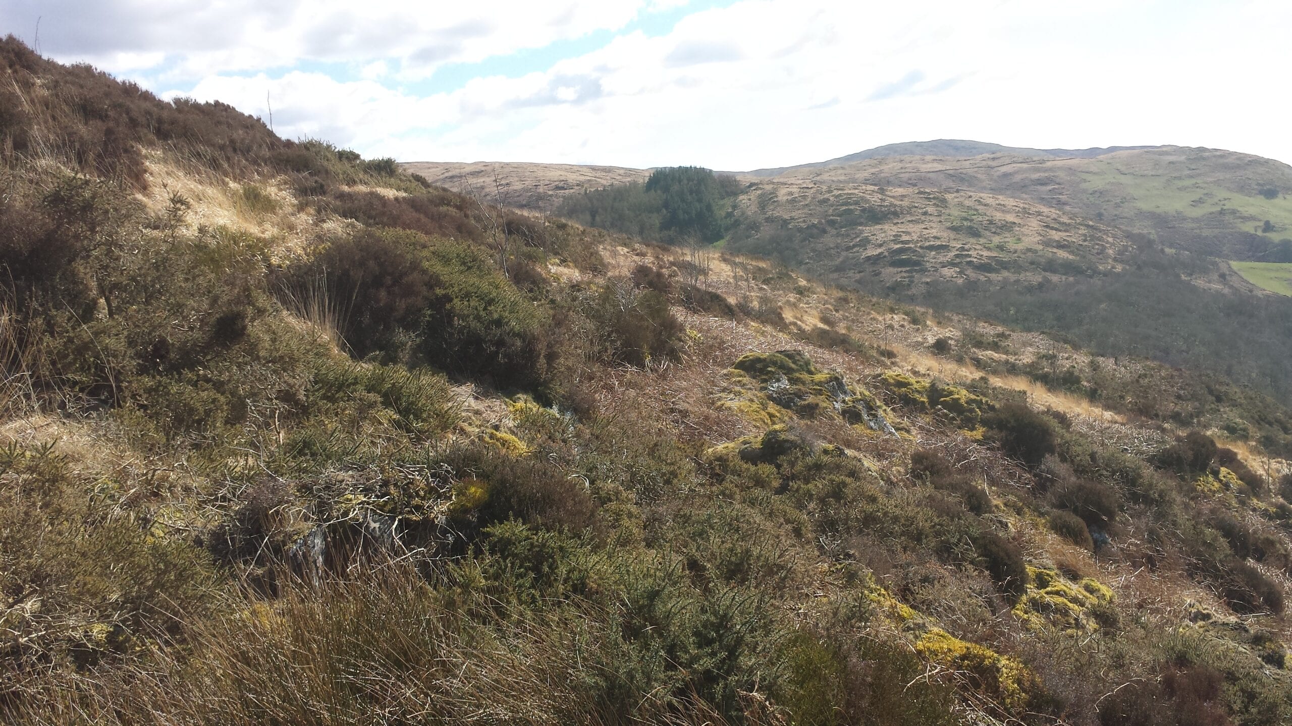 Dry heathland with gorse Dry heathland with gorse