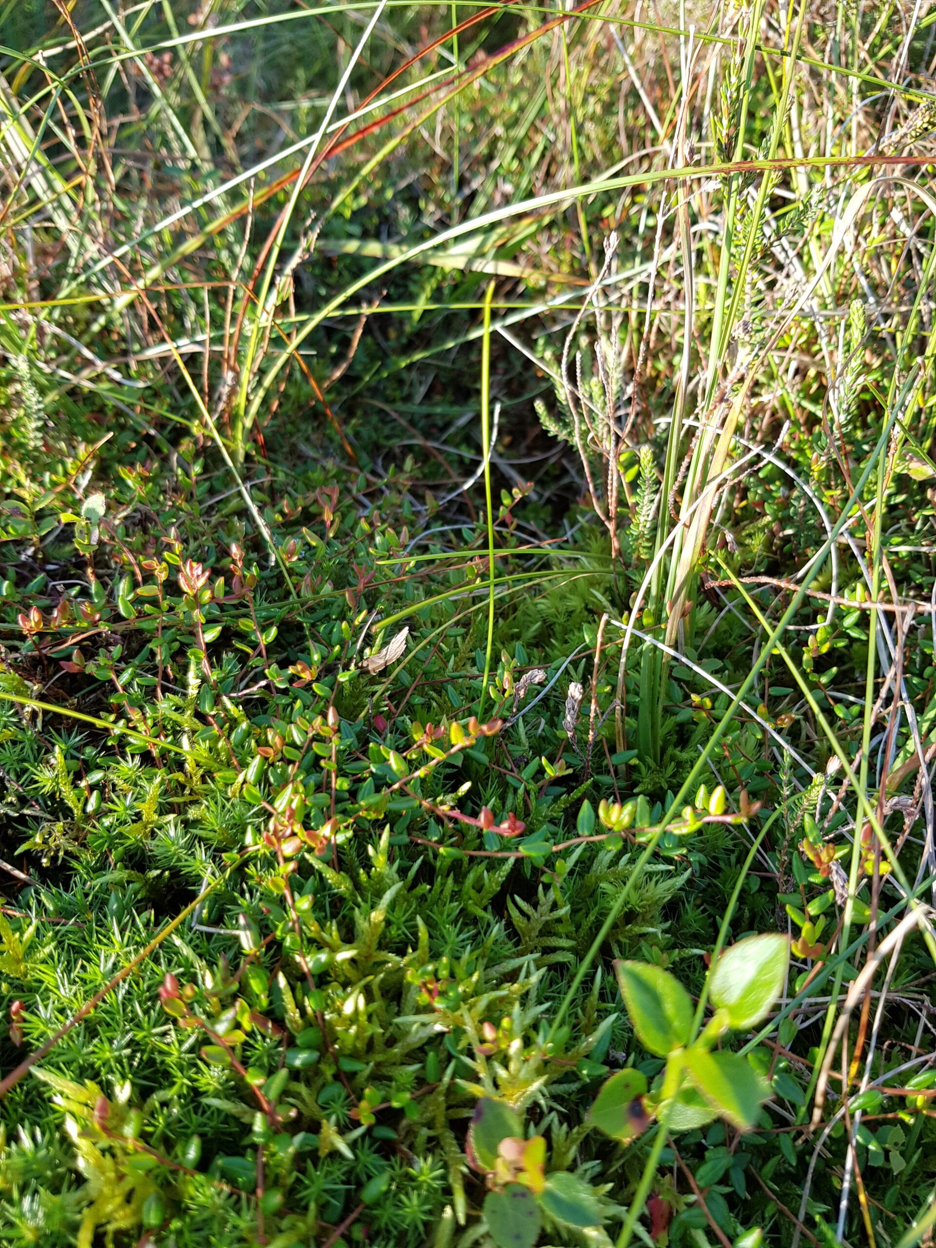 Bilberry Bilberry
