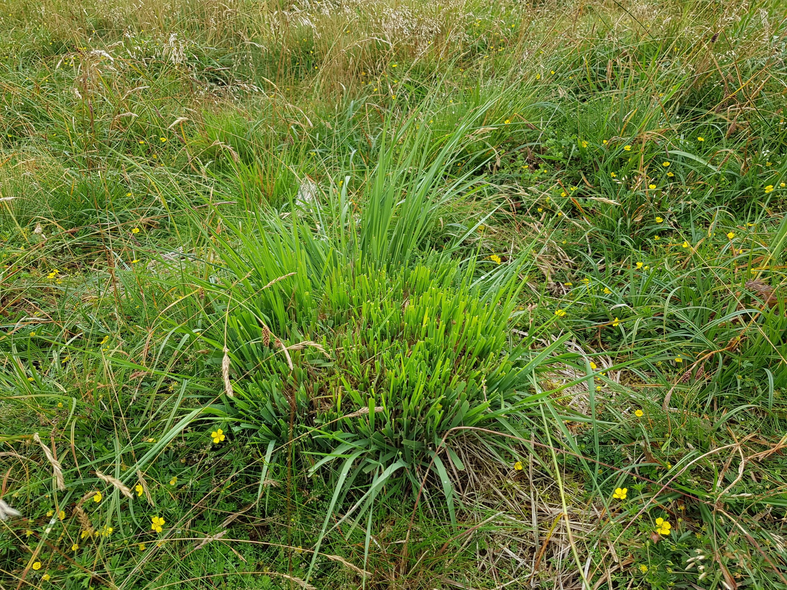 Grazed Molinia with Potentilla and Galium