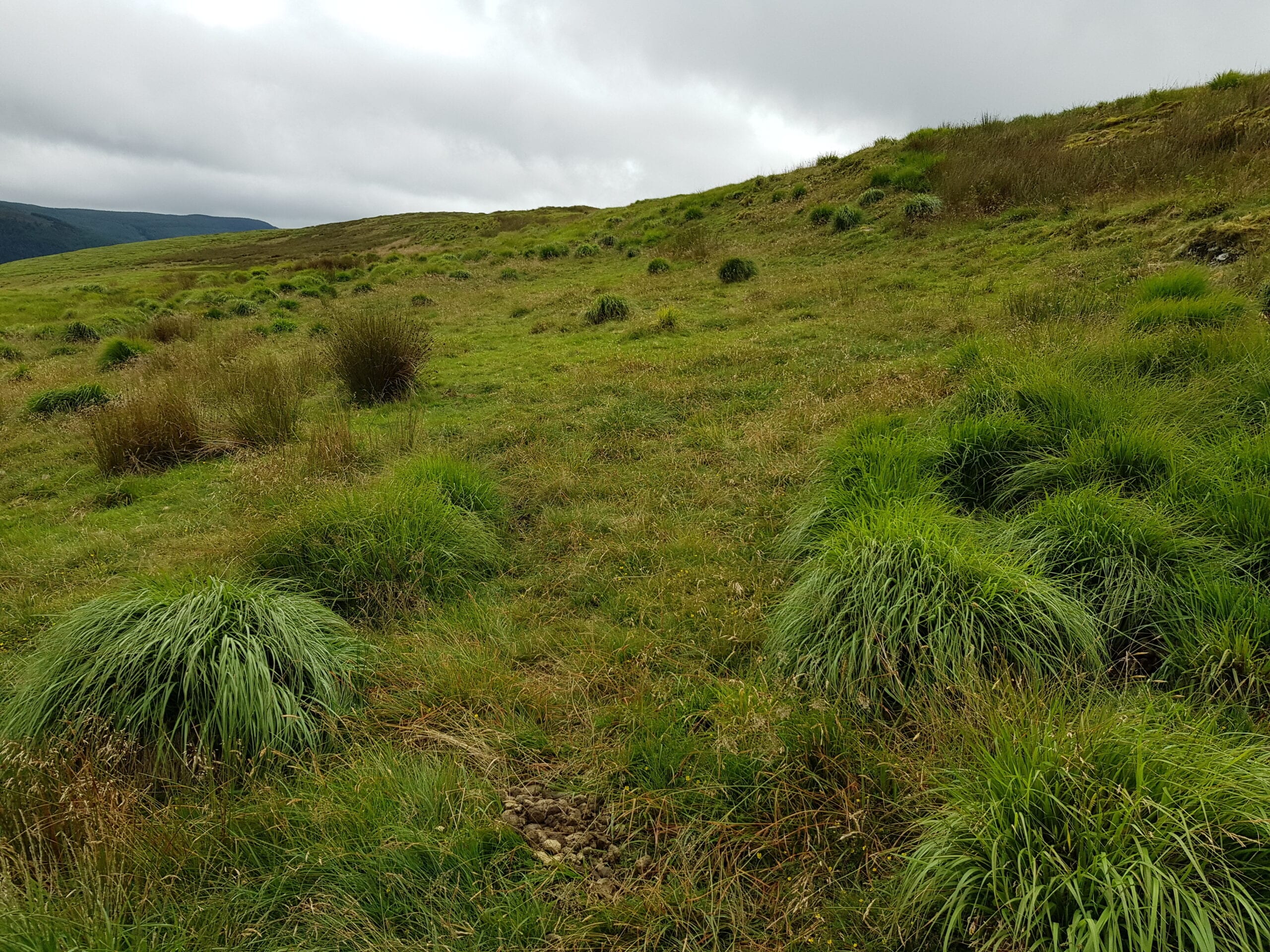 Grazing diversifying molinia