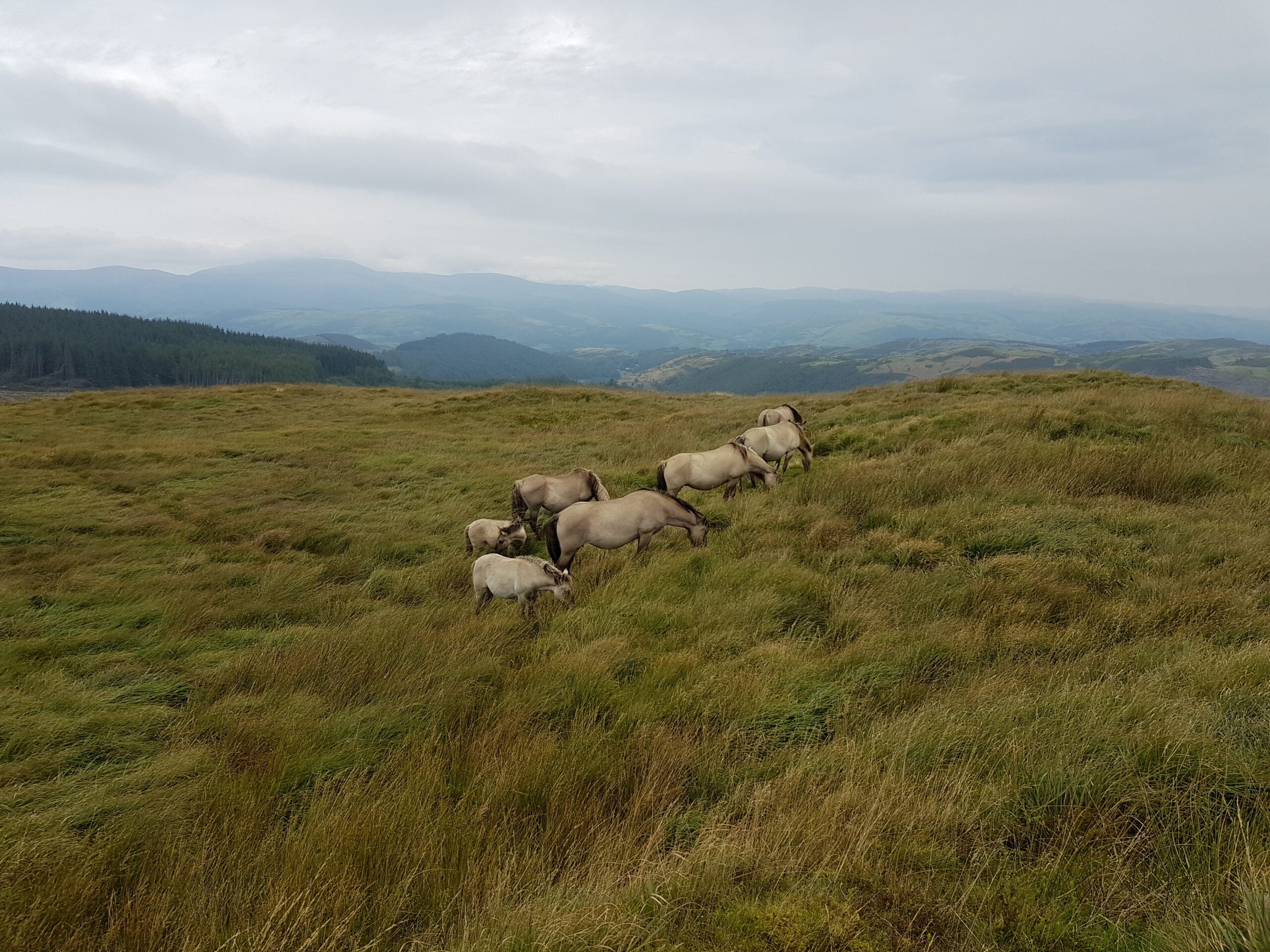 Horses grazing molinia