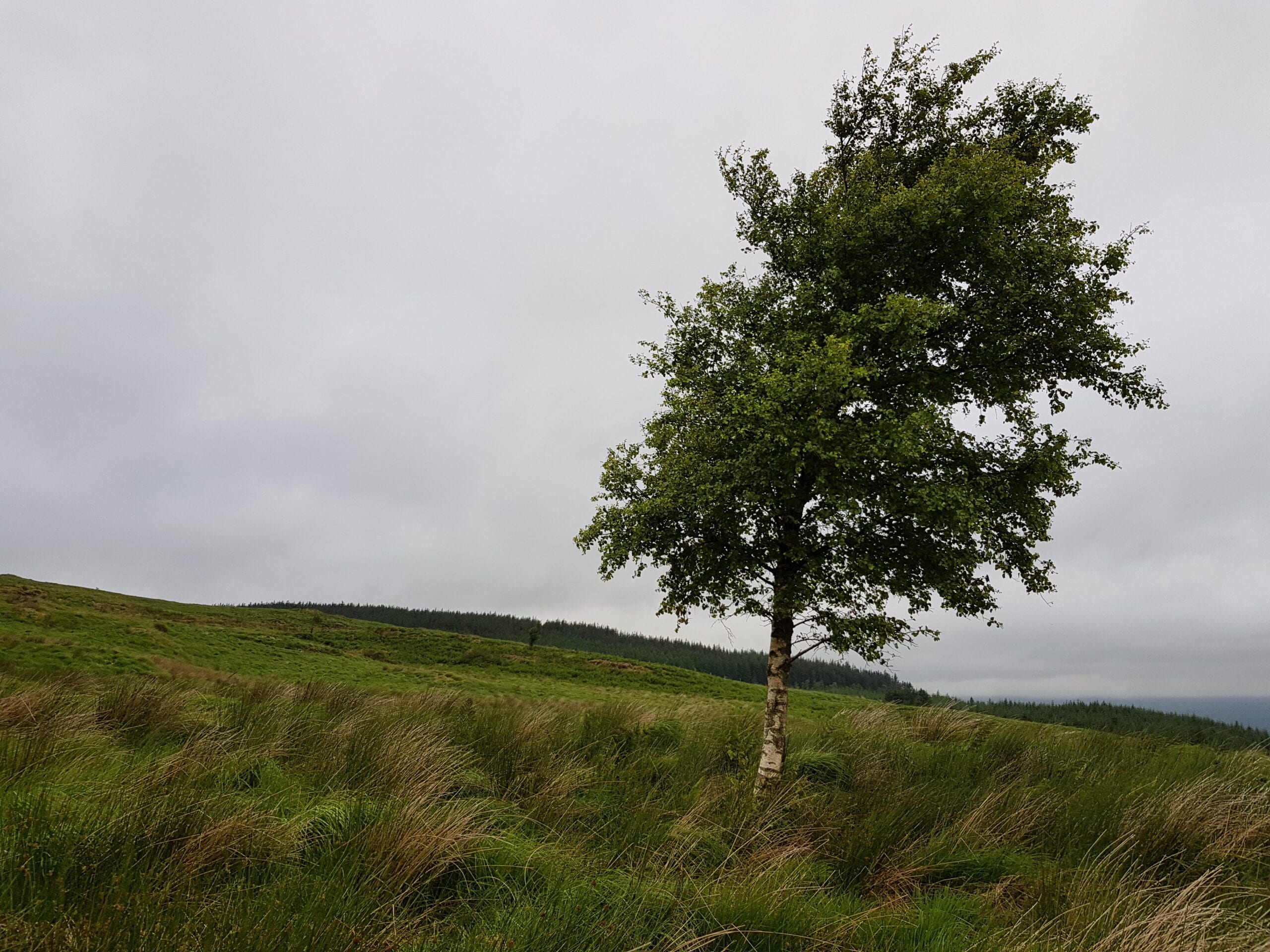 Lone birch