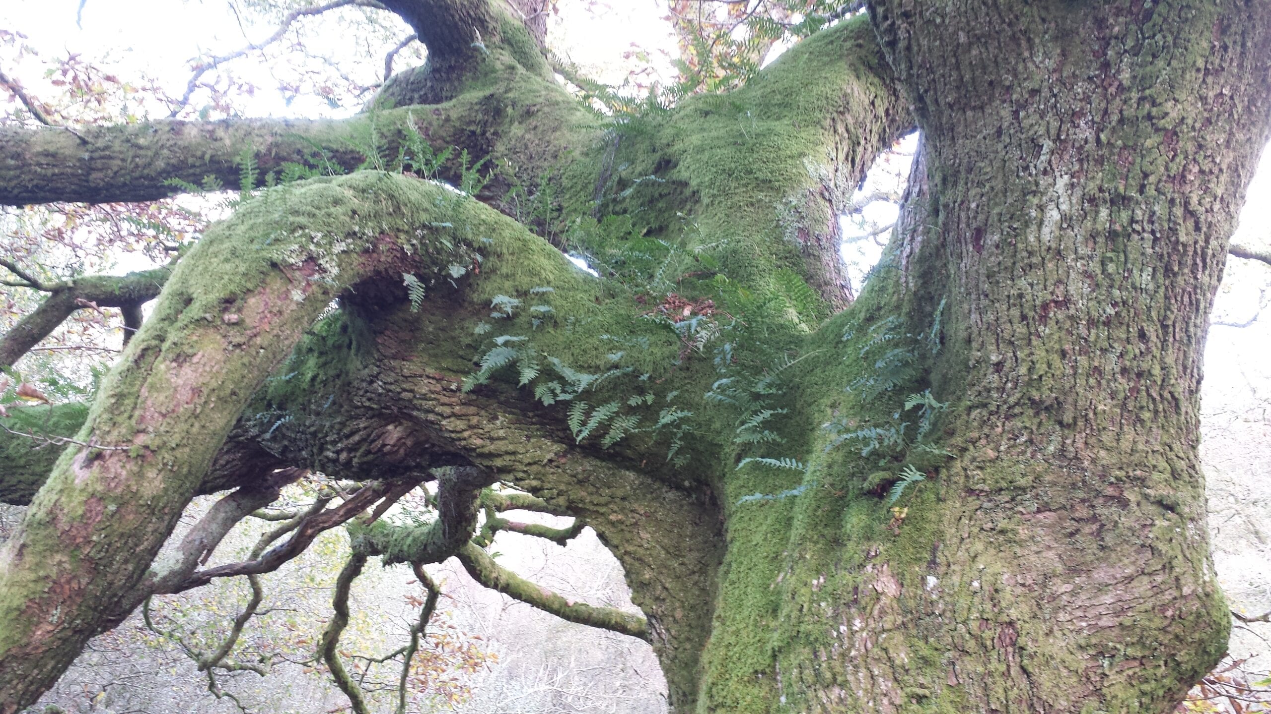 Moss and ferns on tree