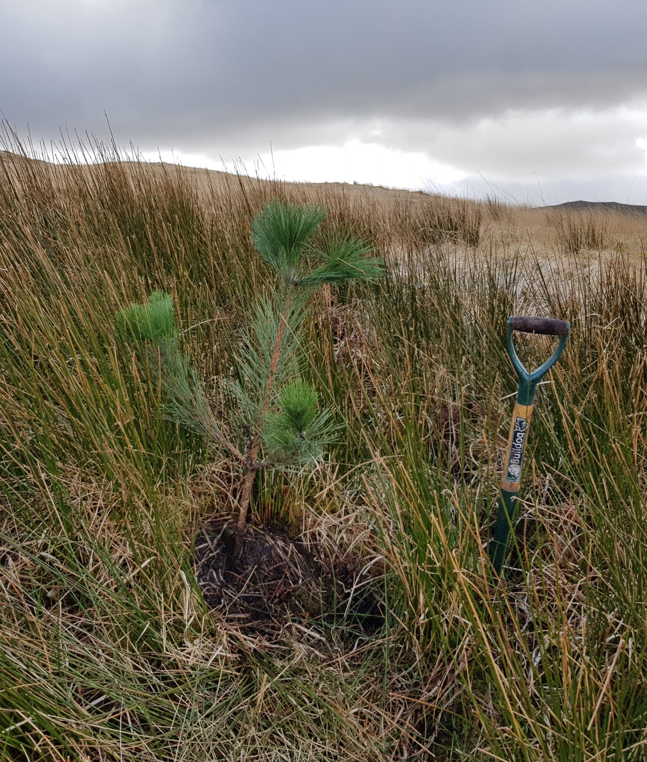 No fence planting pine