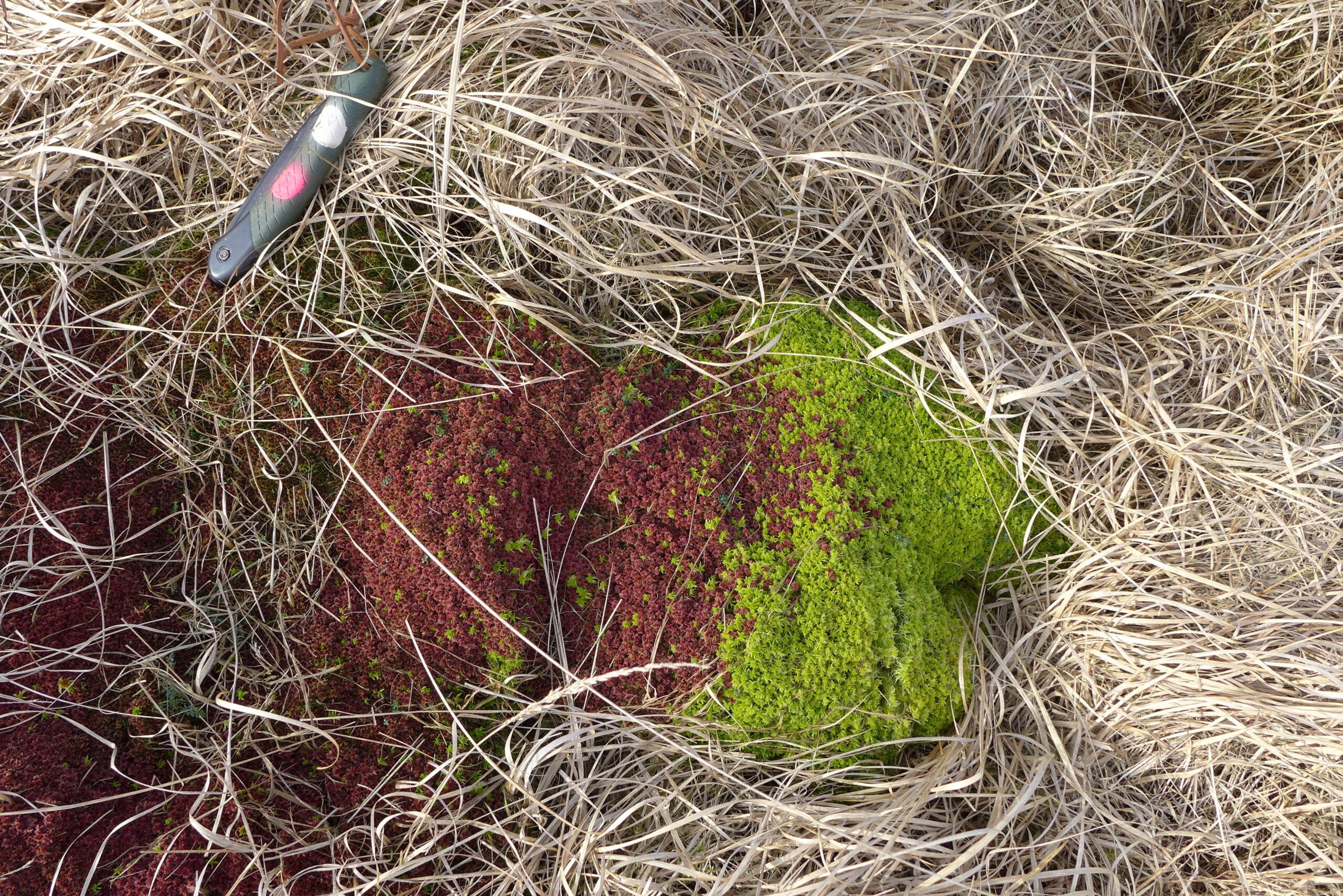 Sphagnum clump Sphagnum clump