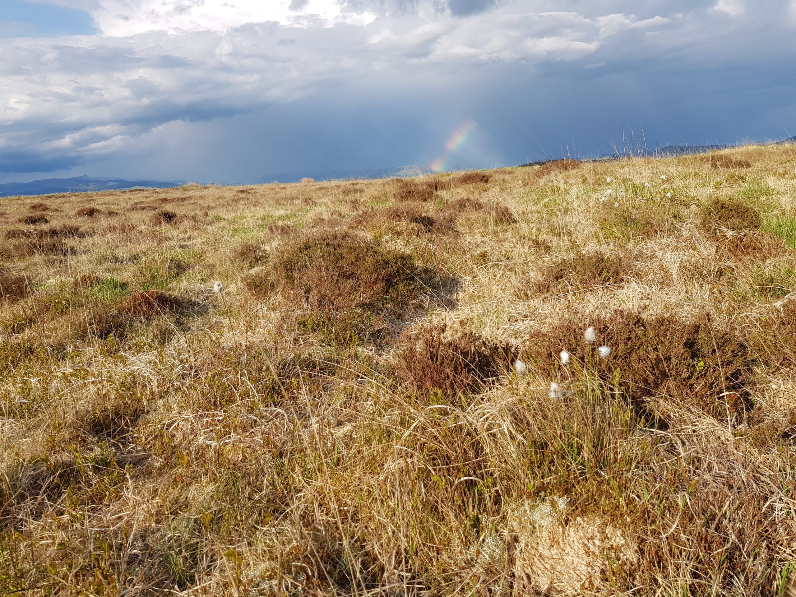 Upland heath Upland heath
