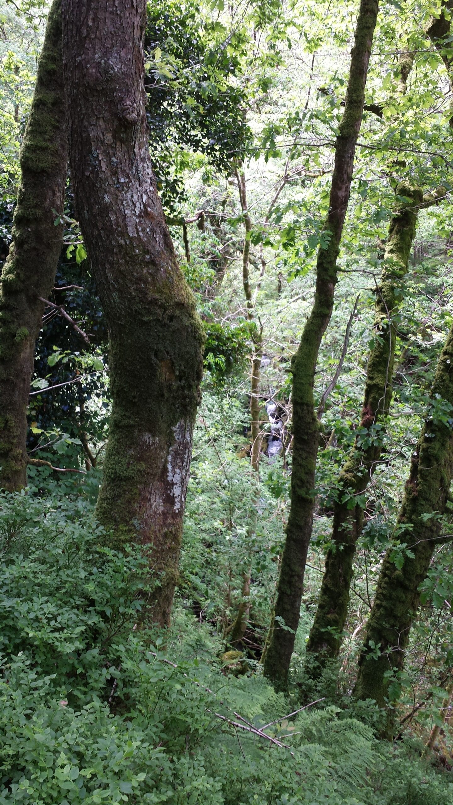 Woodland with bilberry