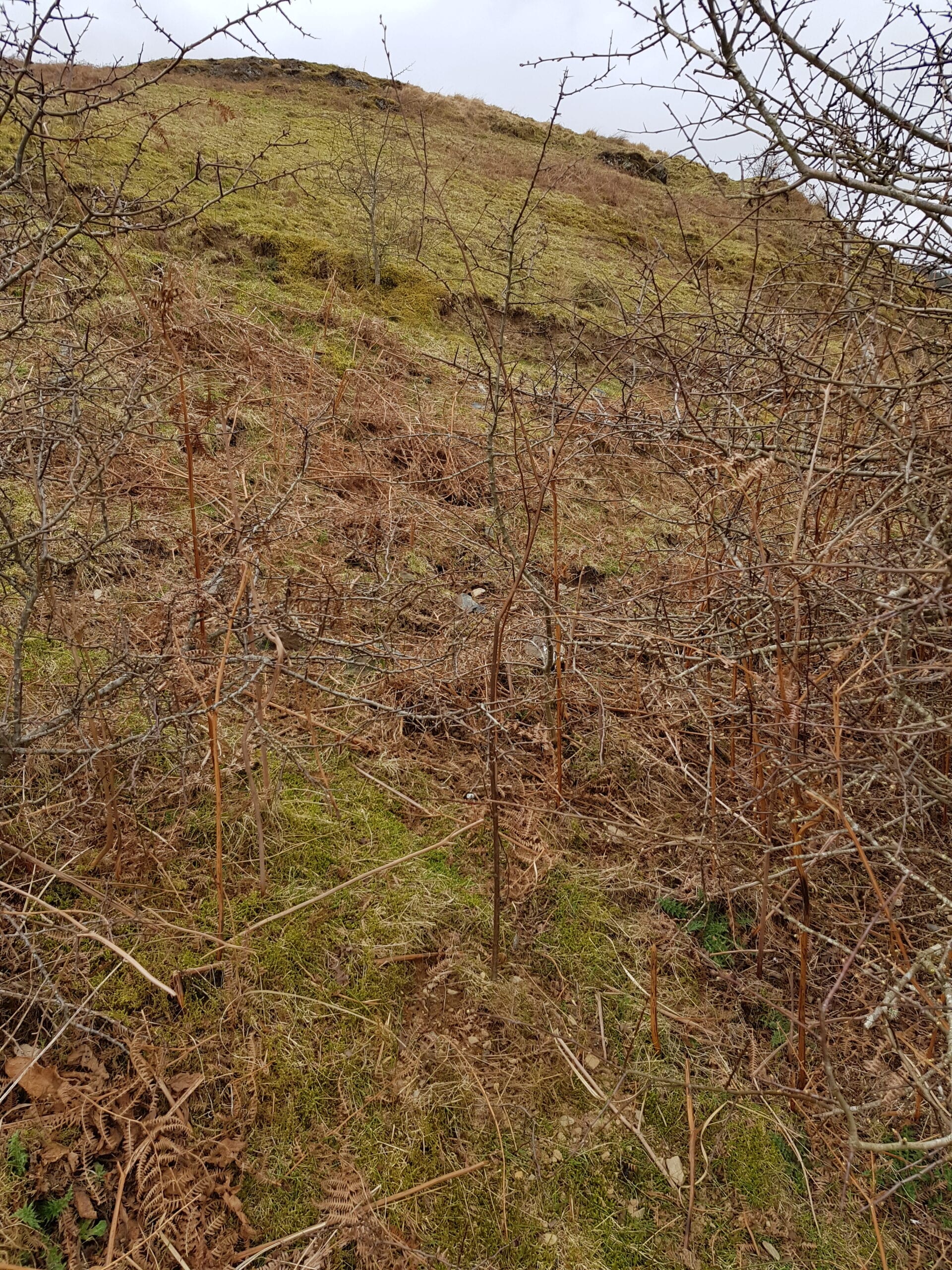 Birch planted in hawthorn 23.03.21