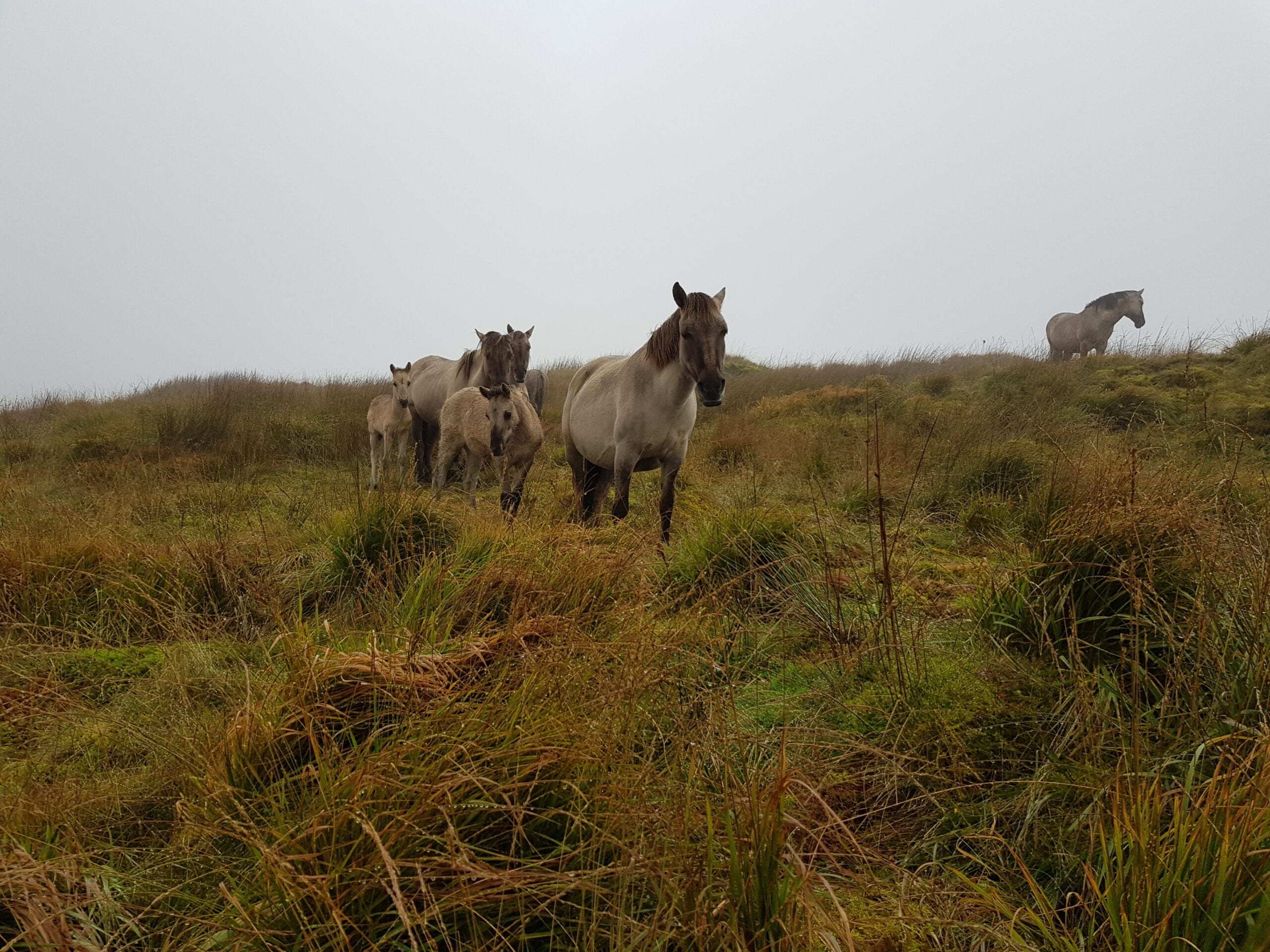 Horses in mist Horses in mist