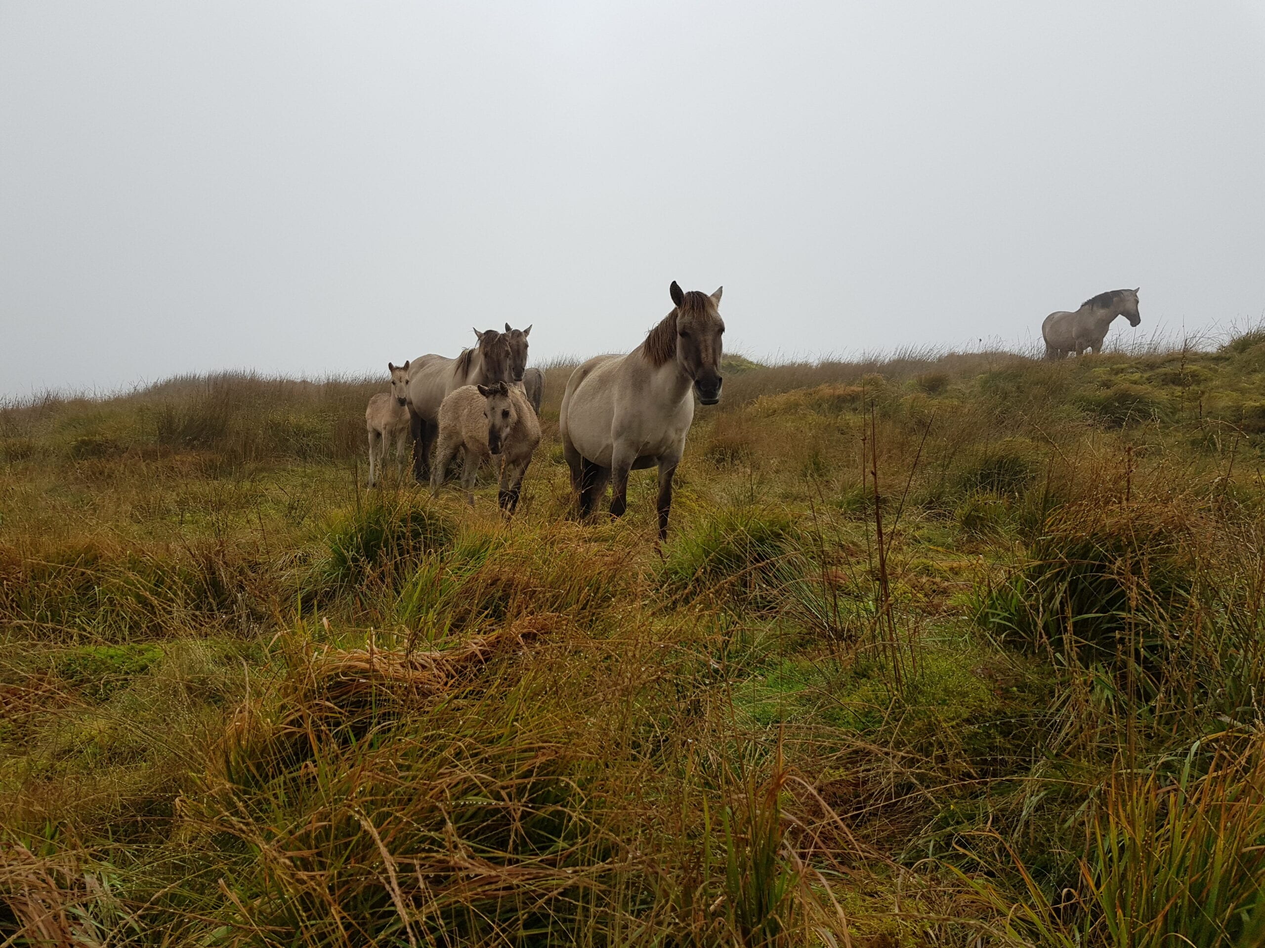 Horses in mist