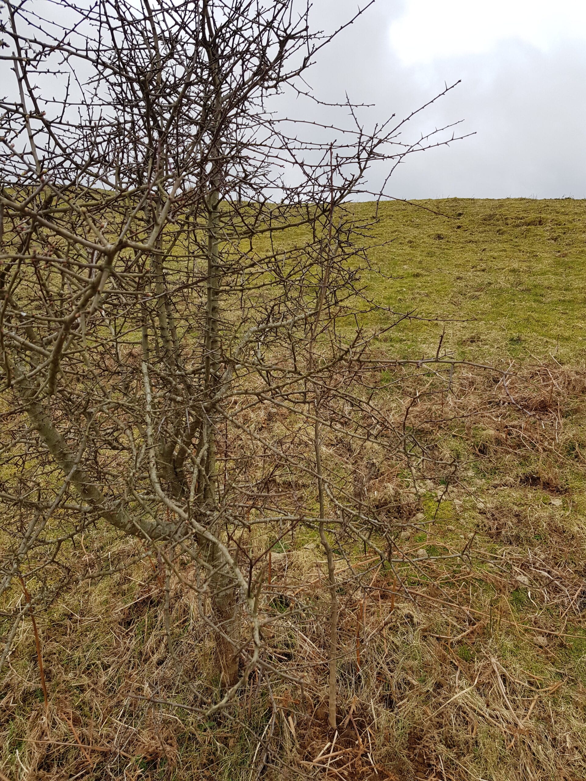 Oak planted in hawthorn 23.03.21