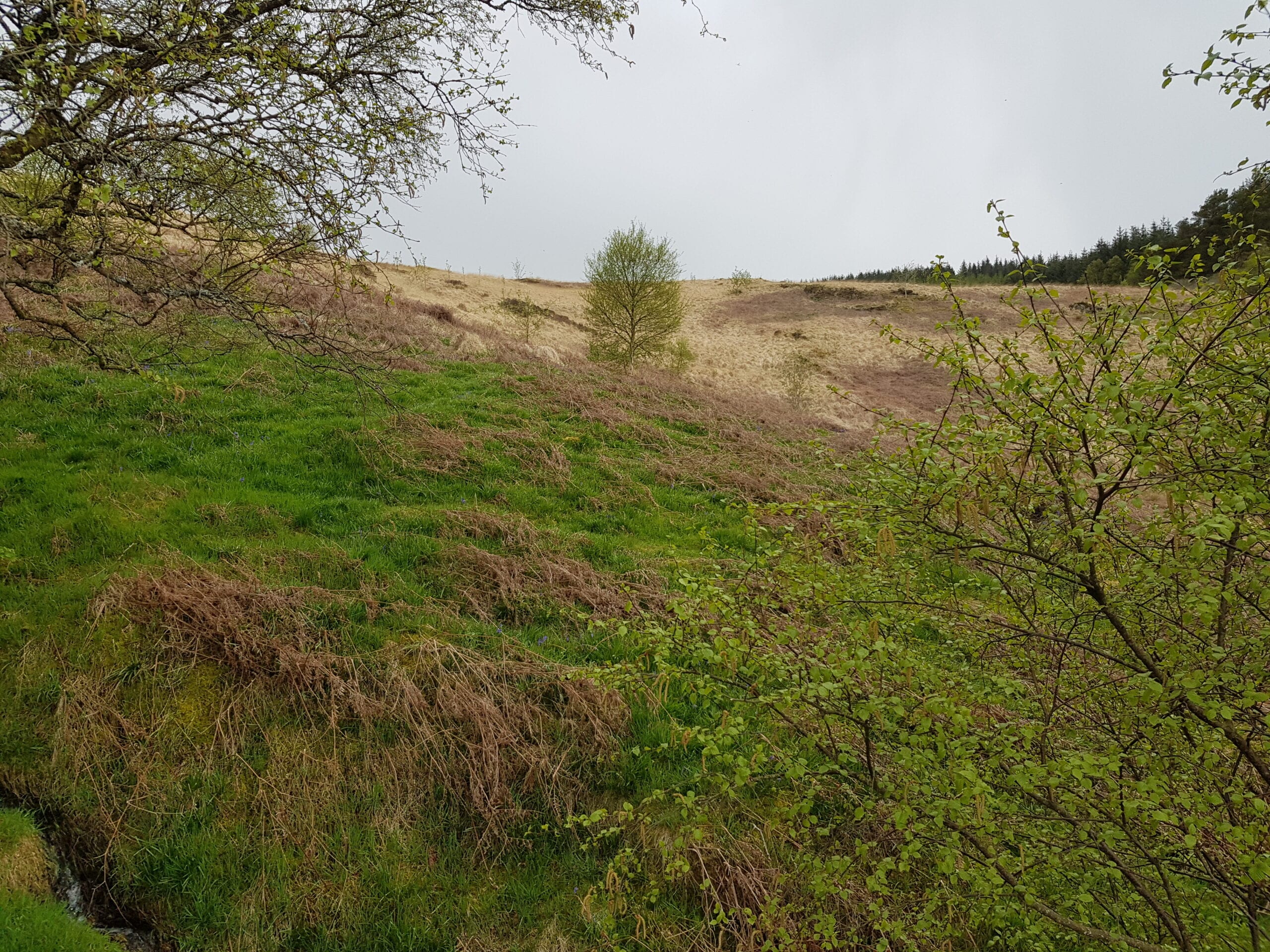 Tree regeneration May 2021