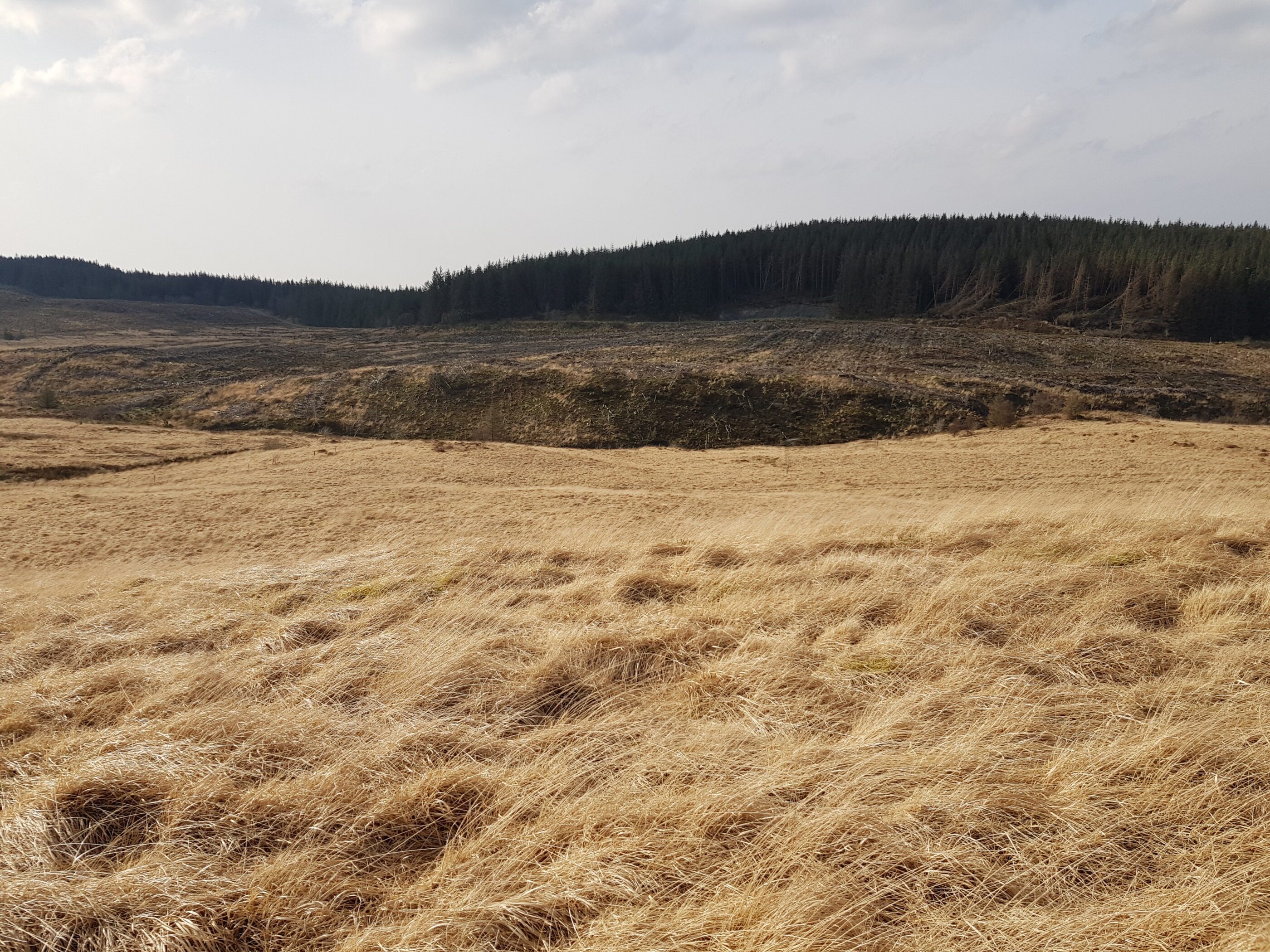 Maesycilyn across Cors Fawr, Bwlch Corog