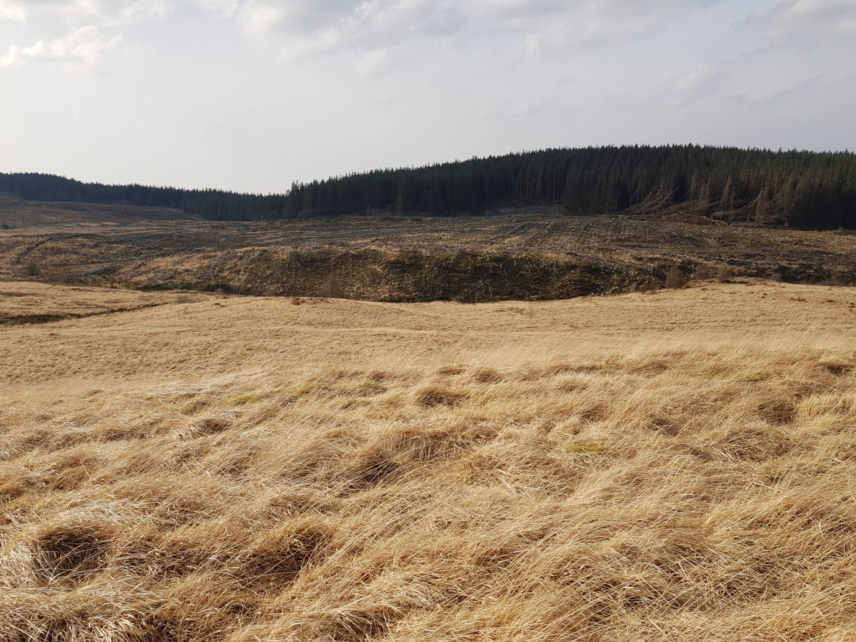 Maesycilyn Forestry Plan