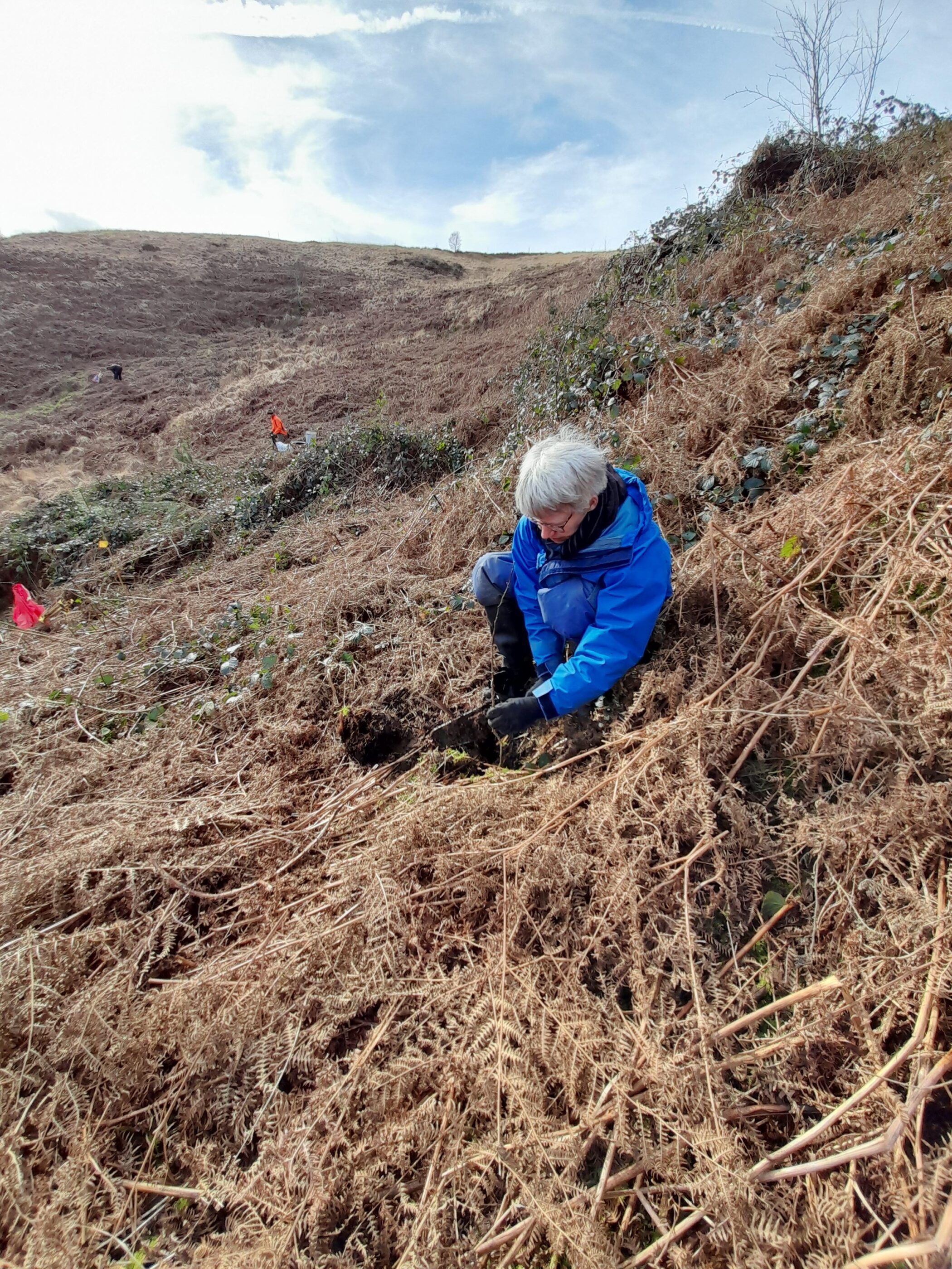 Tree planting