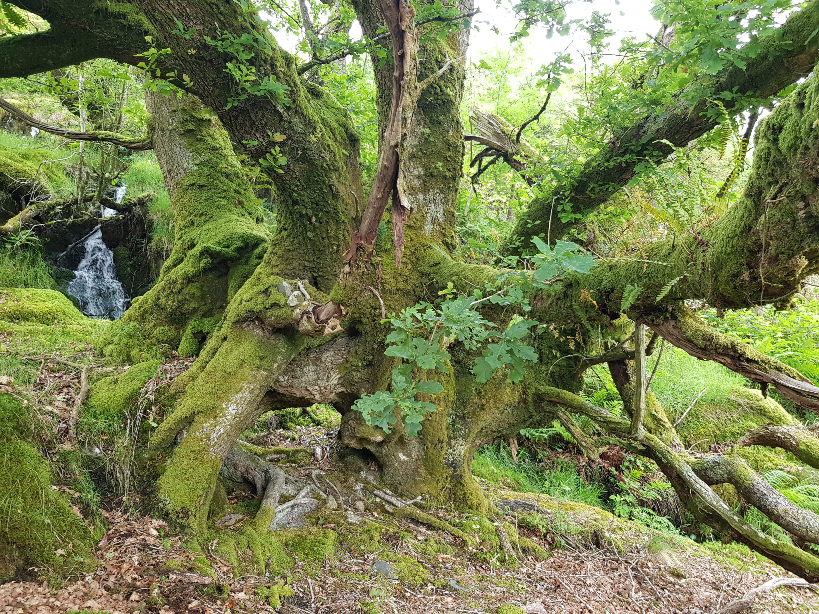 Old Oak at Bwlch Corog