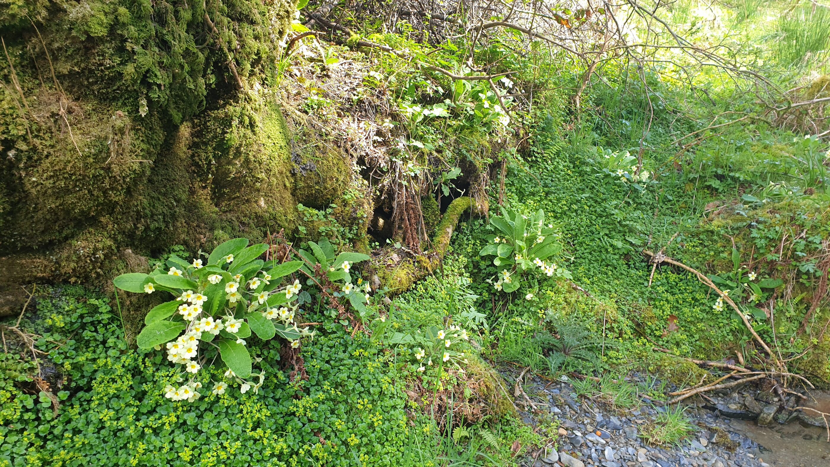Down in the gorge